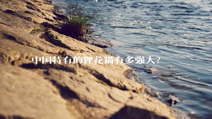 中国特有的狸花猫有多强大？